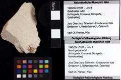 Foto (Objket + Etiketten) von Mundopsidae indet. 